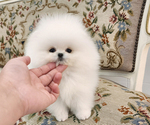 Small Photo #4 Pomeranian Puppy For Sale in Seoul, Seoul, Korea, South