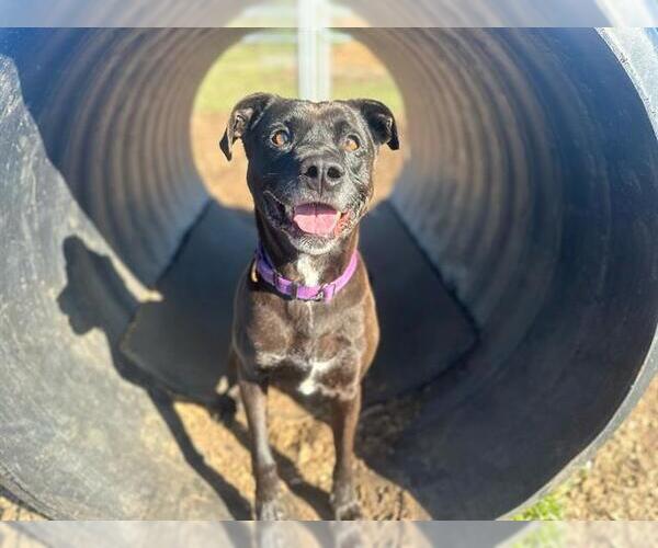 Medium Photo #2 American Pit Bull Terrier-Unknown Mix Puppy For Sale in McKinleyville, CA, USA