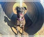 Small #1 American Pit Bull Terrier Mix