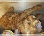 Small #8 Cavapoo (Miniature)-Goldendoodle Mix