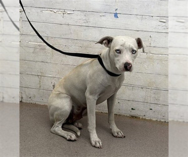 Medium Photo #1 Mutt Puppy For Sale in San Bernardino, CA, USA