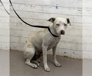 Mutt Dogs for adoption in San Bernardino, CA, USA