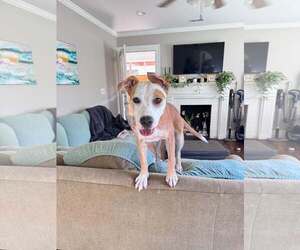 Lindy - Female Mutt Dog for Adoption - Photo #2