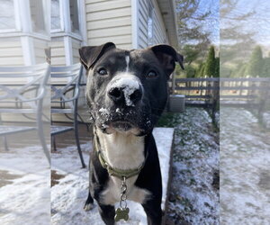 Ace - Male American Pit Bull Terrier-Chow Chow Mix Dog for Adoption - Photo #3