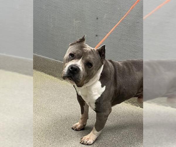 Medium Photo #1 American Pit Bull Terrier-Unknown Mix Puppy For Sale in Las Vegas, NV, USA