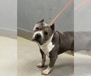 American Pit Bull Terrier-Unknown Mix Dogs for adoption in Las Vegas, NV, USA