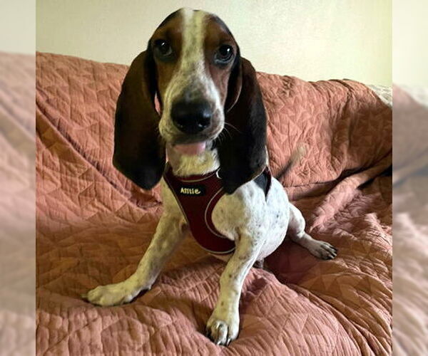 Medium Photo #4 Bagle Hound Puppy For Sale in Deepwater, NJ, USA