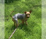 Small #3 Mutt