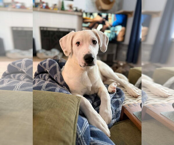 Medium Photo #4 Great Pyrenees-Unknown Mix Puppy For Sale in Germantown, OH, USA