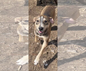 American Staffordshire Terrier-Unknown Mix Dogs for adoption in Tracy City, TN, USA