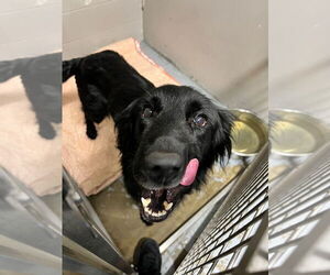 Medium Labrador Retriever Mix