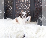 Small Shih Tzu