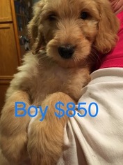 Goldendoodle-Poodle (Standard) Mix Puppy for sale in GRATIOT, WI, USA