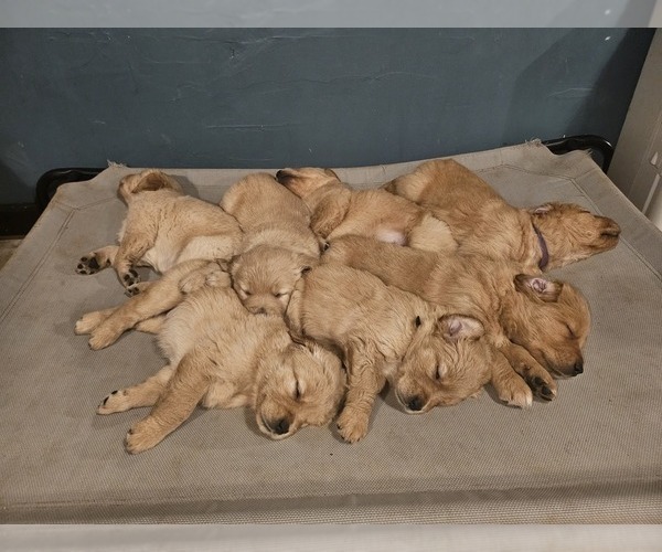 Medium Photo #13 Golden Retriever Puppy For Sale in CUMMING, GA, USA