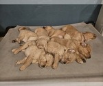 Small Photo #13 Golden Retriever Puppy For Sale in CUMMING, GA, USA
