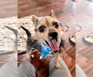 Mutt Dogs for adoption in Newport Beach, CA, USA