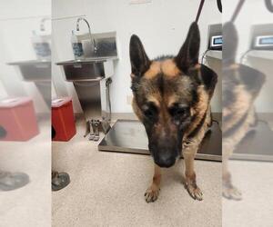 German Shepherd Dog Dogs for adoption in Bakersfield, CA, USA