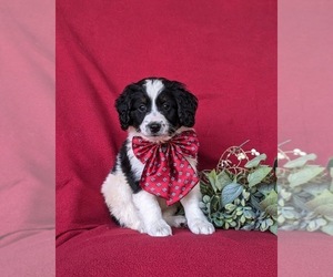 Bernedoodle (Miniature) Puppy for sale in OXFORD, PA, USA