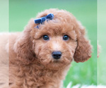 Small Photo #34 Goldendoodle (Miniature) Puppy For Sale in WARSAW, IN, USA