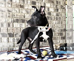 Nibs - Male Bulldog-Catahoula Leopard Dog Mix Dog for Adoption - Photo #7