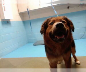 Golden Shepherd Dogs for adoption in Moreno Valley, CA, USA