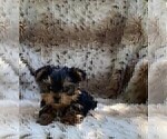 Small #16 Yorkshire Terrier