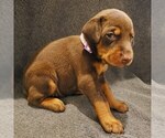 Small Photo #2 Doberman Pinscher Puppy For Sale in RIVERSIDE, CA, USA