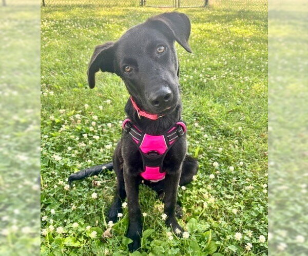 Medium Photo #10 Mutt Puppy For Sale in Canton, CT, USA