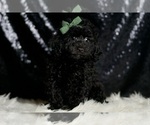 Small #5 Poodle (Miniature)