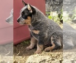 Small #1 Australian Cattle Dog