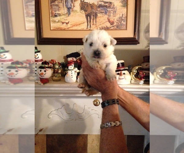 Medium Photo #1 West Highland White Terrier Puppy For Sale in S BRUNSWICK, NC, USA
