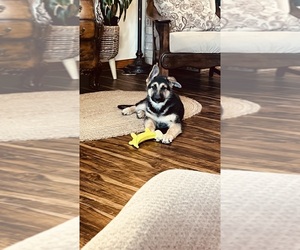 German Shepherd Dog Litter for sale in BRIGHTON, MO, USA