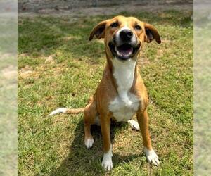 Labrador Retriever Dogs for adoption in Conroe, TX, USA