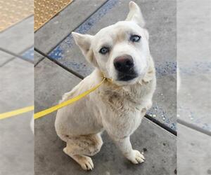 Siberian Husky-Unknown Mix Dogs for adoption in Bakersfield, CA, USA