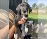 Puppy 2 Great Dane