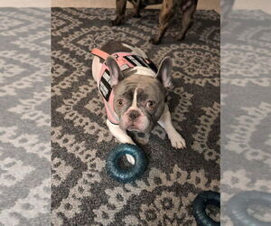 Mother of the French Bulldog puppies born on 08/20/2026