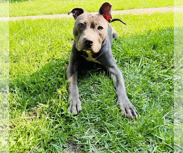 Medium Photo #7 American Staffordshire Terrier-Labrador Retriever Mix Puppy For Sale in Princeton, MN, USA
