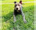 Small #6 American Staffordshire Terrier-Labrador Retriever Mix