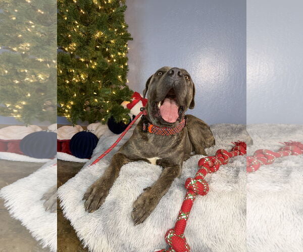 Medium Photo #9 Mutt Puppy For Sale in Goodyear, AZ, USA