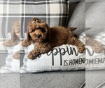 Small #4 Cavapoo (Miniature)