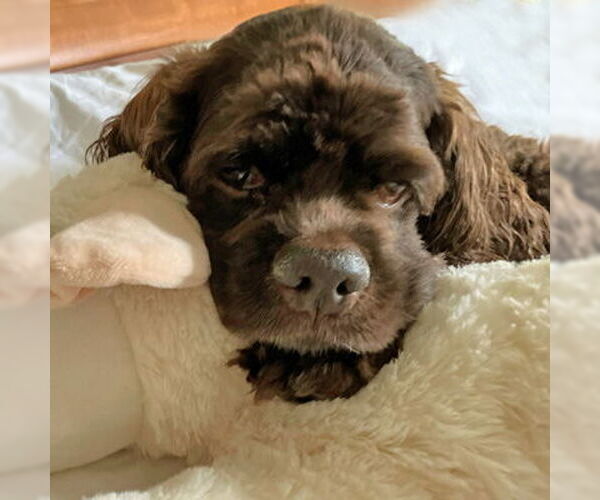 Medium Photo #13 Cocker Spaniel Puppy For Sale in Arlington, VA, USA