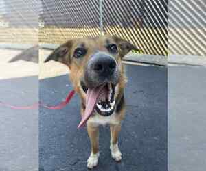 Mutt Dogs for adoption in Calgary, Alberta, Canada