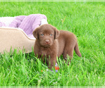 Small #11 Labrador Retriever