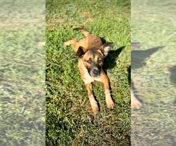 Medium Photo #4 Black Mouth Cur-German Shepherd Dog Mix Puppy For Sale in Maryville, TN, USA