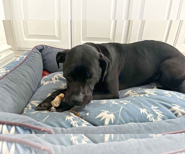 Medium Photo #4 American Pit Bull Terrier-Unknown Mix Puppy For Sale in Forest, VA, USA