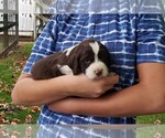 Puppy 3 English Springer Spaniel