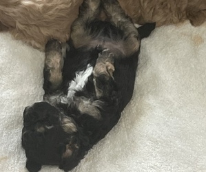 ShihPoo Puppy for sale in MEMPHIS, TN, USA