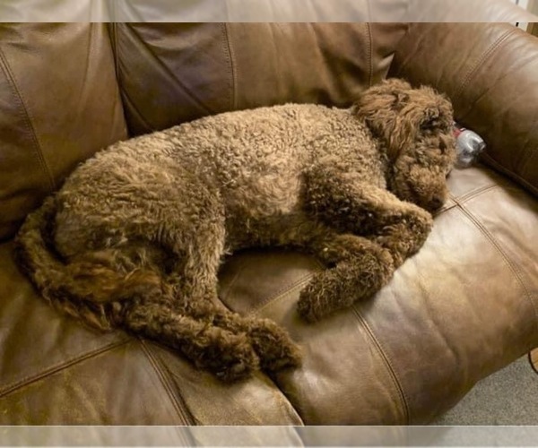 Medium Photo #1 Miniature Labradoodle Puppy For Sale in BARBOURSVILLE, WV, USA