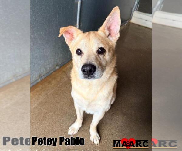 Medium Photo #2 Carolina Dog-Unknown Mix Puppy For Sale in Maryville, TN, USA