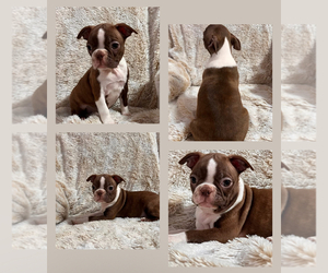 Medium Boston Terrier